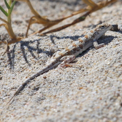Callisaurus draconoides