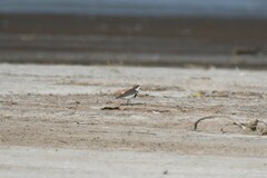 Charadrius falklandicus
