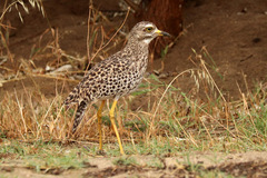 Burhinus capensis capensis