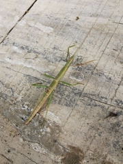 Libethra