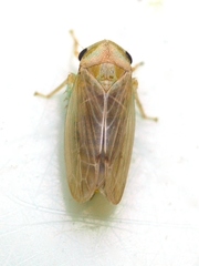Pediopsoides distinctus