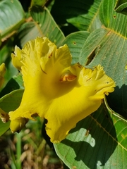 Qualea grandiflora
