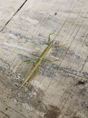 Libethra