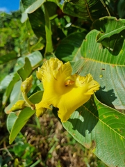 Qualea grandiflora