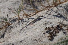 Callisaurus draconoides