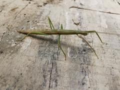 Libethra