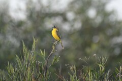 Pseudocolopteryx dinelliana