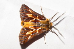 Declana glacialis