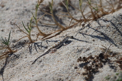 Callisaurus draconoides
