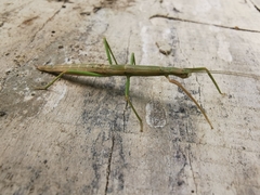 Libethra