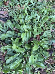Erigeron quercifolius