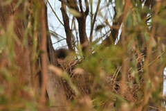 Caracara plancus plancus