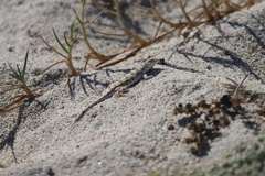 Callisaurus draconoides