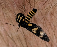 Eressa angustipenna