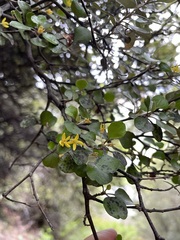 Corokia cotoneaster