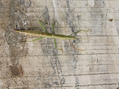 Libethra