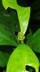 Palicourea racemosa
