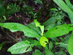 Palicourea racemosa