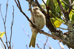 Serinus canicollis