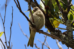 Serinus canicollis