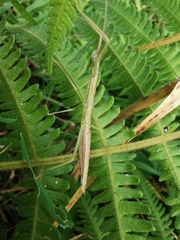Libethra