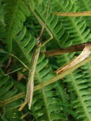 Libethra