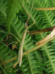 Libethra