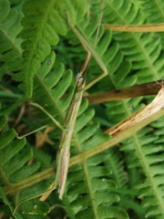 Libethra
