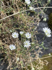 Stellaria