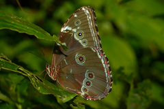 Morpho helenor