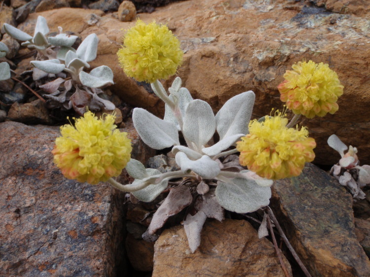 Eriogonum alpinum