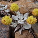 Eriogonum alpinum - Photo (c) 2010 Eric White, alguns direitos reservados (CC BY-NC-SA)