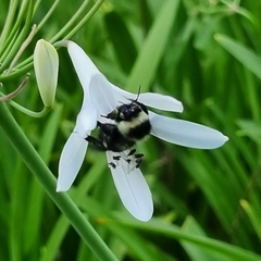 Bombus brasiliensis