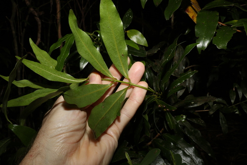 Image of Cinnamomum virens by (c) Greg Tasney, some rights reserved (CC BY-SA)