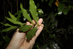Cinnamomum virens