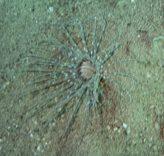 Ceriantharia