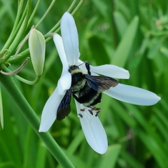 Bombus brasiliensis