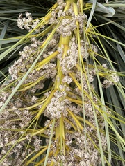 Aciphylla aurea