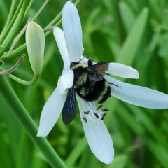 Bombus brasiliensis