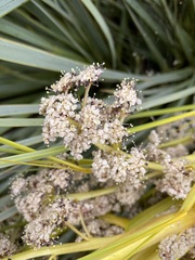 Aciphylla aurea