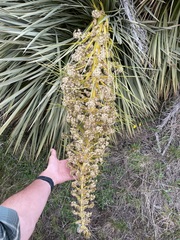 Aciphylla aurea