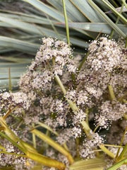 Aciphylla aurea