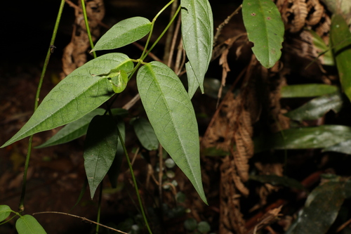 Image of Parsonsia ventricosa by (c) Greg Tasney, some rights reserved (CC BY-SA)