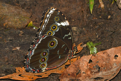 Morpho helenor achillaena
