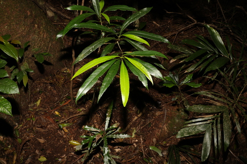 Image of Elaeocarpus kirtonii by (c) Greg Tasney, some rights reserved (CC BY-SA)
