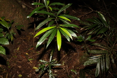 Elaeocarpus kirtonii