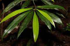 Elaeocarpus kirtonii