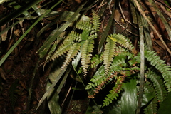Adiantum hispidulum