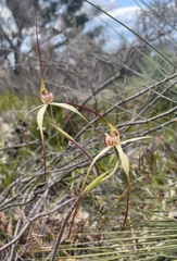 Caladenia orientalis