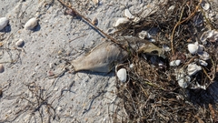 Orthopristis chrysoptera